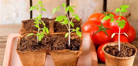 How To Grow Beefsteak Tomatoes Indoor Slick Garden