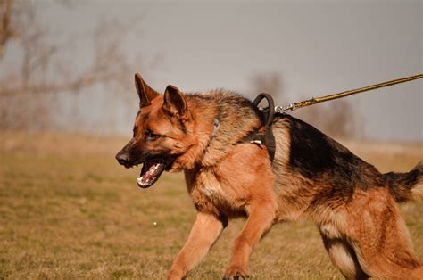 Are German Shepherds Aggressive Towards Other Dogs