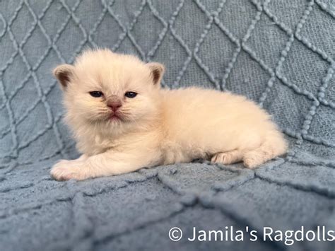 a small white kitten sitting on top of a blue couch next to a blanket