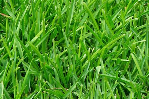Best Grasses For North Texas Tips On Improving Your Lawn Scape