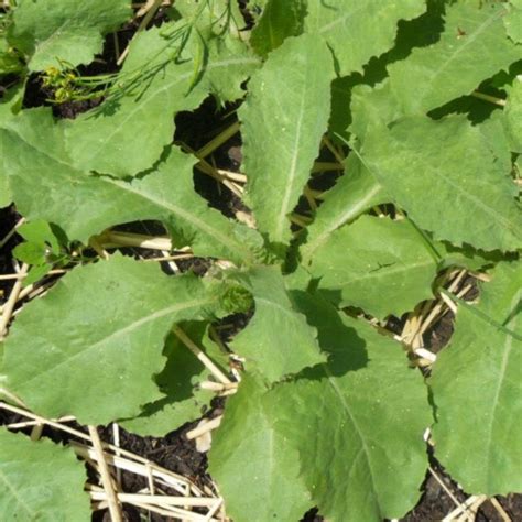 Wild Lettuce Seeds Lactuca Virosa 50 Rare Medicinal Herb Etsy