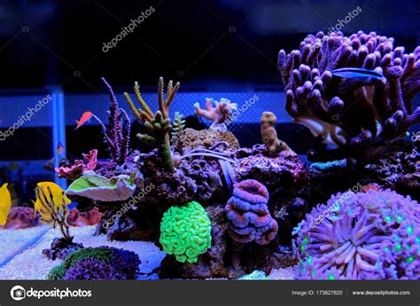 Coral Reef Aquarium Scene Stock Photo By ©vojce 173627820