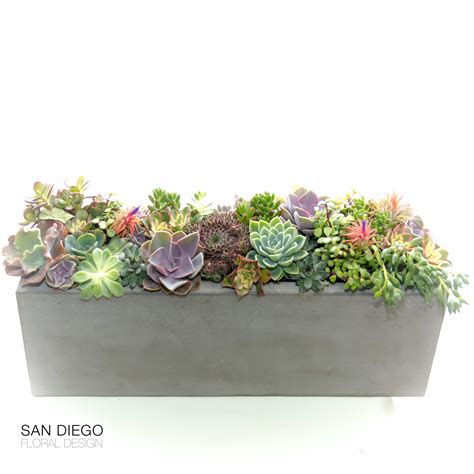 Deluxe Succulent Window Box In San Diego Ca San Diego