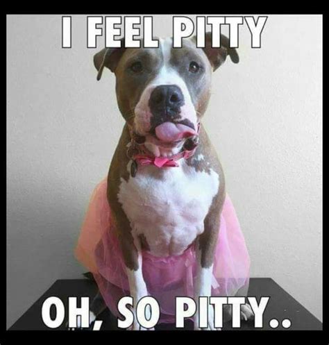15 Funny Pit Bull Memes You Wont Get Bored With Page 2 Of 5 The Dogman