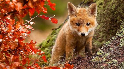 Download Red Fox In Fall Season Wallpaper