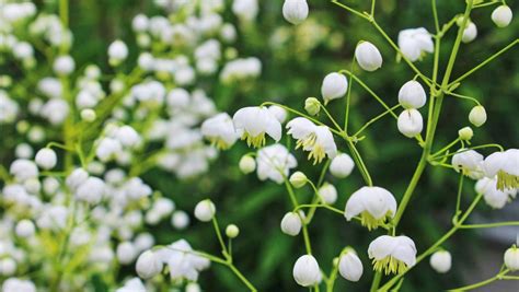 We did not find results for: White flowers: a cool look for hot summer gardens | Stuff ...