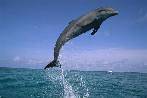 Bottlenose Dolphin Leaping Honduras Photograph By Konrad Wothe Pixels