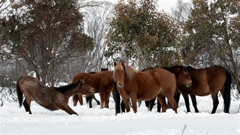 brumby cull in alpine national park given the green light hit network