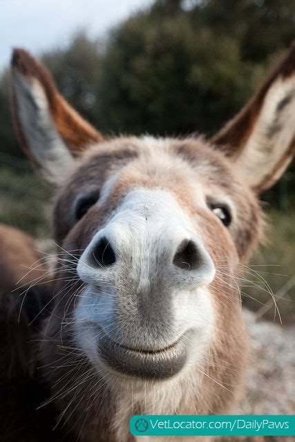 Daily Paws Daily Picture Of The Day Happy Donkey Daily Paws