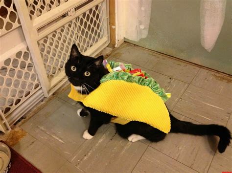Best Cat Halloween Costumes Blog