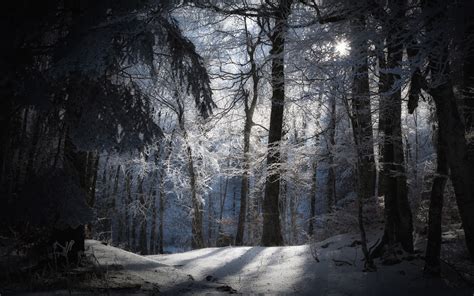 Landscapes Nature Seasons Winter Snow Trees Forests Moons Moonlight