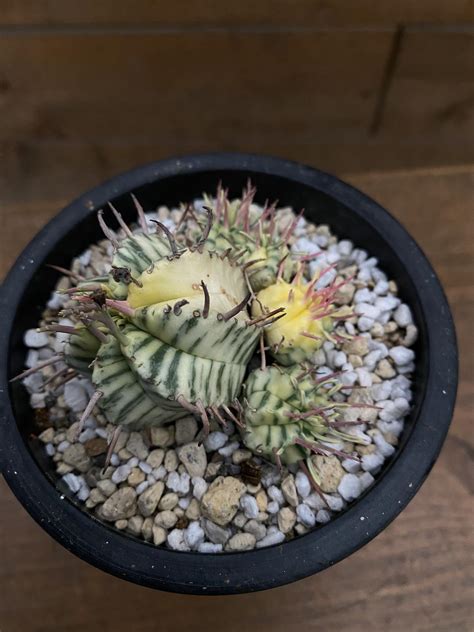 Euphorbia Meloformis Variegata