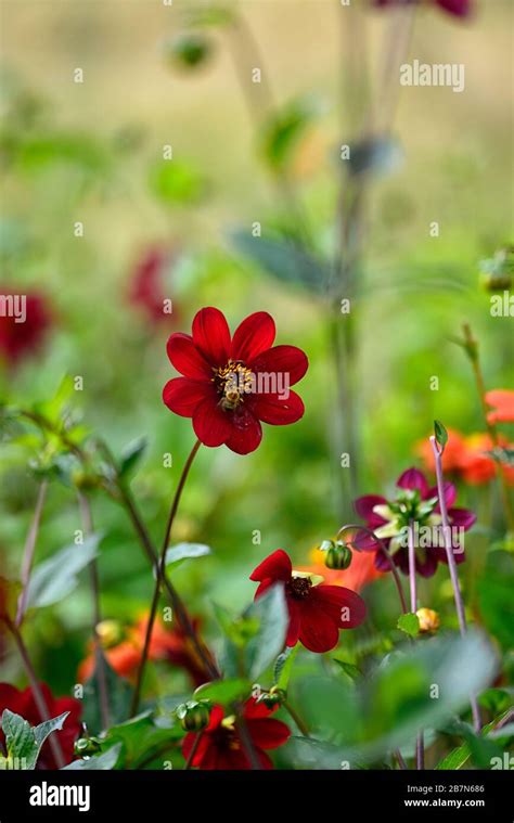 Dahliapeony Dahliasseedlingdark Red Flowersfloweringflowerbee