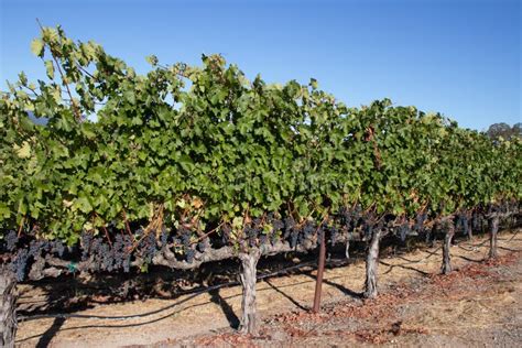 Wine Grapes Growing In Napa Valley California Stock Photo Image Of