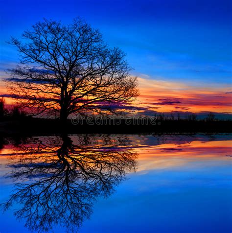 Tree Near Water On Sunset Background Stock Image Image Of Nature