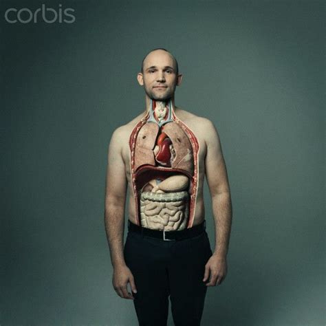 Anatomical study of human male. male organs images | Body organs, Body, Human body