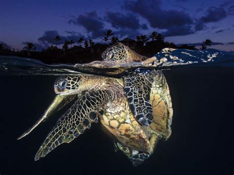 Worlds Best Underwater Photos Herald Sun