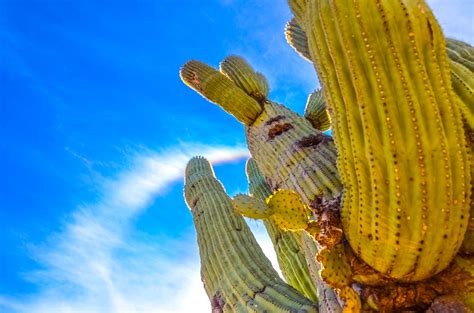 Saguaro Cactus Up Close And Personal Saguaros Grow Nat Flickr