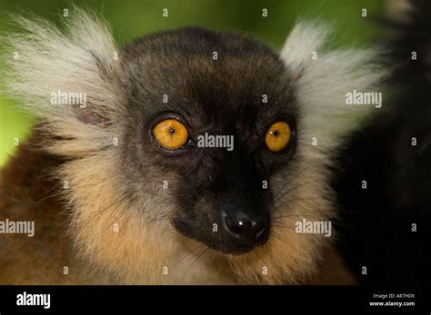 Female Black Lemur Eulemur Macaco Macaco Nosy Komba Madagascar Stock