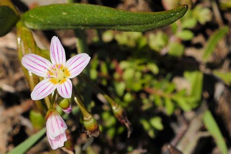 Wildflowers Found In Oregon Western Spring Beauty