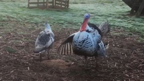 dancing turkeys circle each other during mating season youtube