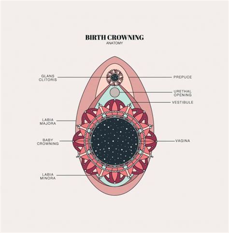 Birth Crowning Designs By Duvet Days Anatomy Illustrations Birth
