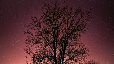 Tree Starry Sky Stars Night Picture Photo Desktop Wallpaper