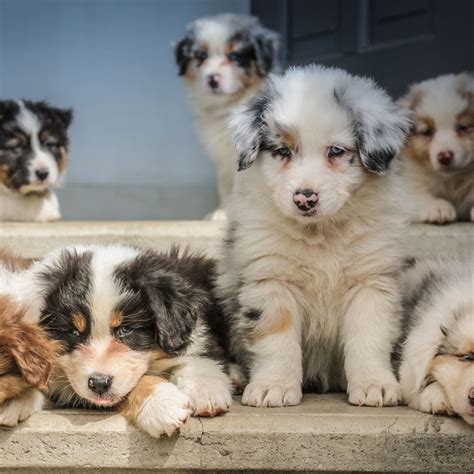 But before you do that, read some tips on how to choose a good and responsible breeder. Siberian Husky Puppies For Sale In Florida From Top Breeders