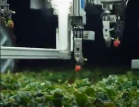 Agrobot A New Automatic Harvesting Machine For Strawberry Farmers