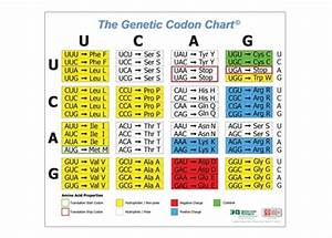 Genetic Codon Poster