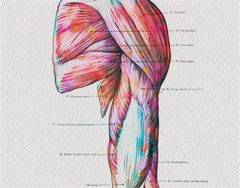 Muscular System Anatomy Human Muscular System Vintage Poster Art