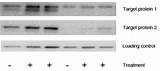 How To Use Loading Control In Western Blot Photos