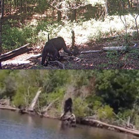 Two Pictures Of Alleged Bigfoot Sightings In Virginia