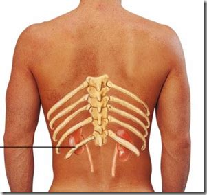 The rib cage is inside a section of the body called the thoracic cavity. Doctors Gates: July 2011