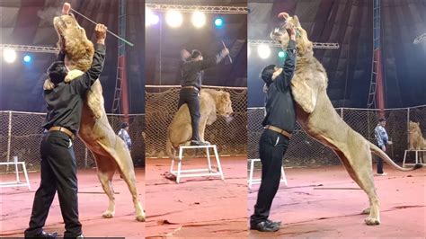 lucky irani circus lion show 2020 lucky irani circus new show 2020 new video from zeeshan