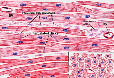 Related posts of smooth muscle labelled diagram human anatomy for women. Histology - MR. DODD WALDWICK HIGH SCHOOL