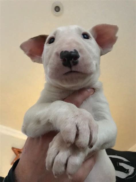 Where To Buy Bull Terrier Puppies Image Bleumoonproductions