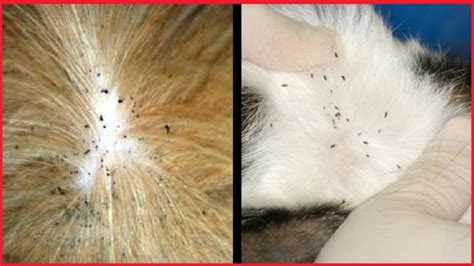 Can Humans Get Chewing Lice From Cats Cat Meme Stock Pictures And Photos