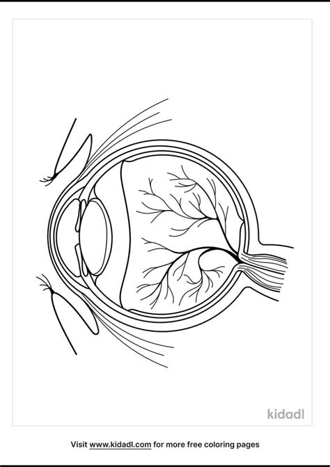 Eye Anatomy Coloring Pages Free Human Body Coloring Pages Kidadl Coloring Home
