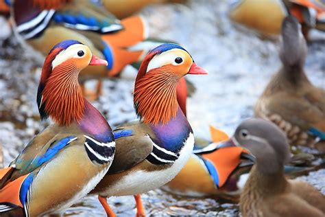 The Most Colorful Birds From Around The World Worldatlas