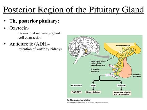 Diagram Diagram Of Pituitary Gland Cells Mydiagramonline