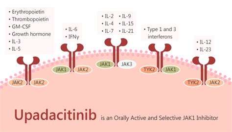 Upadacitinib Is An Orally Active And Selective Jak1 Inhibitor Immune