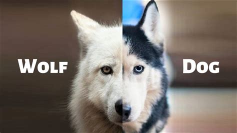 Characteristics That Make Dogs Different From Wolves