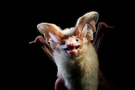 30 Species Of Bats That Look Too Bizarre To Be Considered Bats Bat