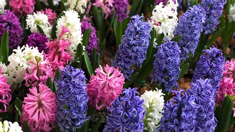 How To Plant Grow And Care For Hyacinth Flowers