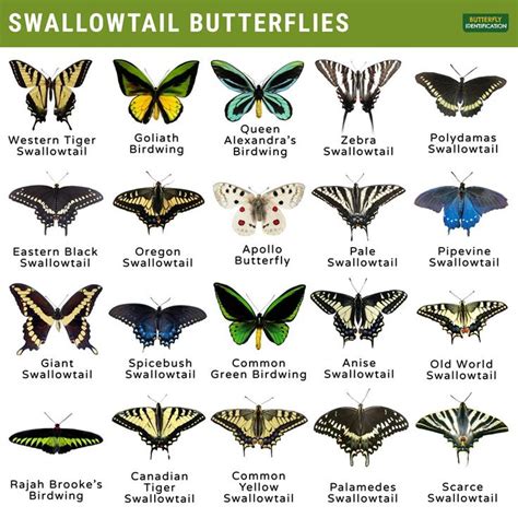 Swallowtail Papilionidae Identification Life Cycle Facts