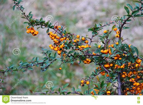 Yellow Pyracantha Berries On A Bush Stock Image Image Of Botany