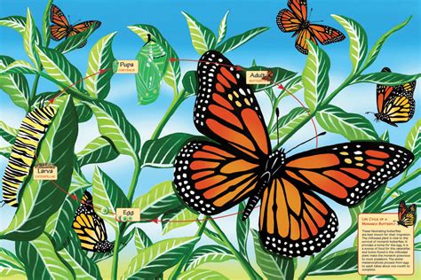 Caterpillars readying for pupation often wander from their host plants, in search of a safe place for the next stage of their lives. Life Cycle of a Monarch Butterfly - Floor Puzzle | Outset ...
