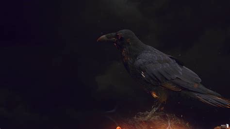 Crow Wallpapers Wallpaper Cave