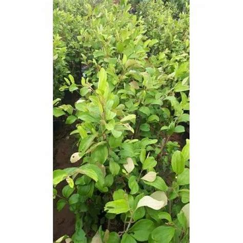 Well Watered Apple Ber Plant For Outdoor At Rs 45plant In East Godavari Id 22571664991